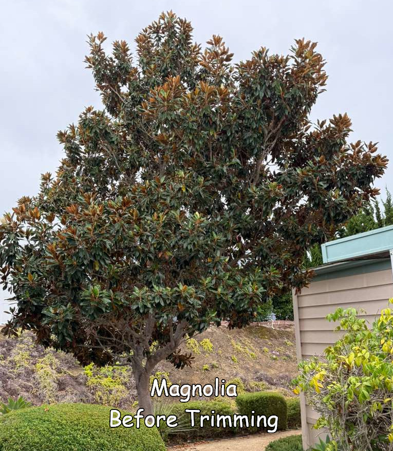 Magnolia in San Marcos before trimming by Andy's Tree Service