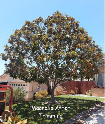 magnolia trimmed captioned cropped