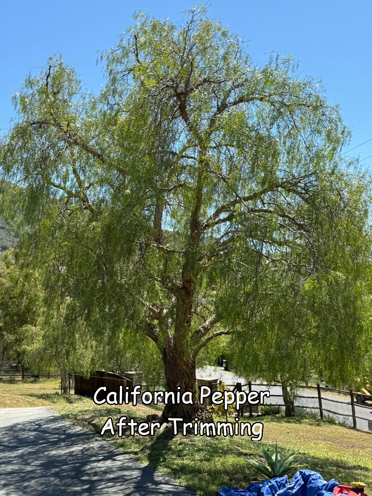 California Pepper Tree after trimming by Andy's Tree Service in Harmony Grove