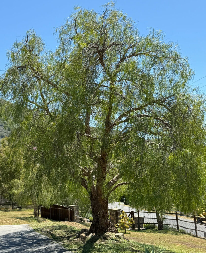 California Pepper Tree after trimming by Andy's Tree Service in Harmony Grove