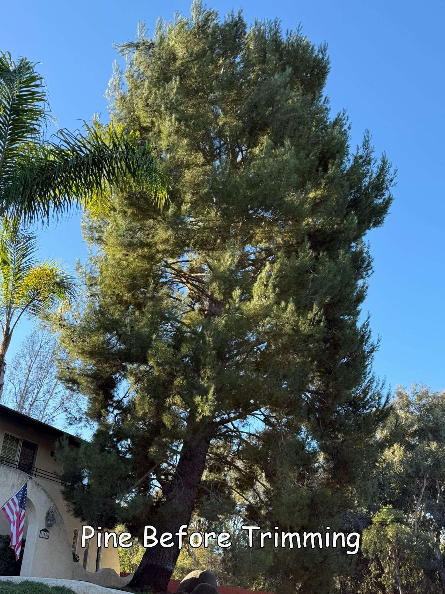 Pine Tree in Poway before trimming by Andy's Tree Service