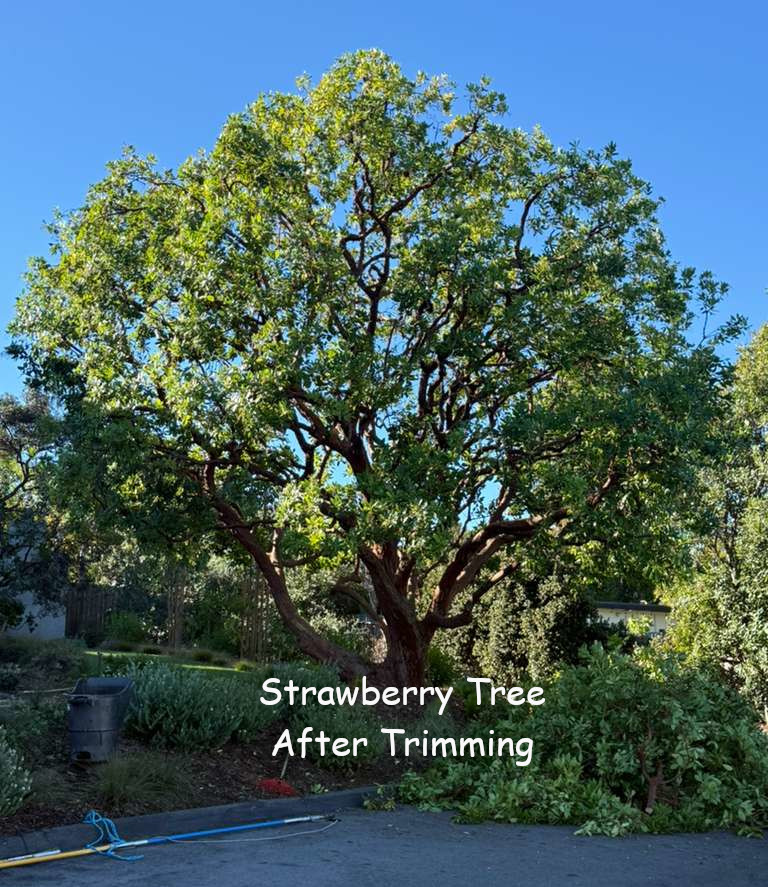 Strawberry Tree in Eincinitas after trimming by Andy's Tree Service