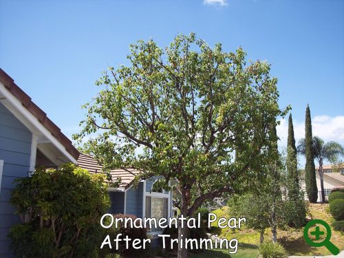 Ornamental Pear after trimming