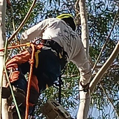 in-tree-41[1]
