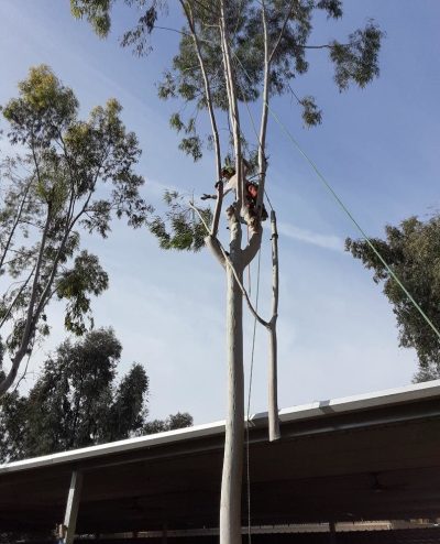 Tree Removal In Escondido - Andy's Tree Service