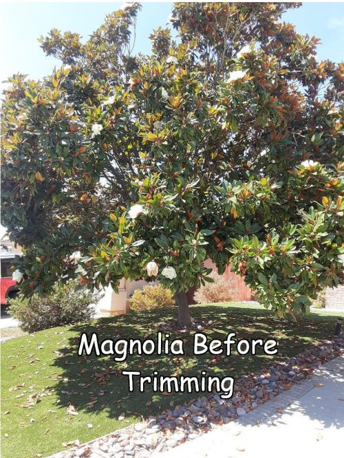 magnolia-before-trimming.jpg
