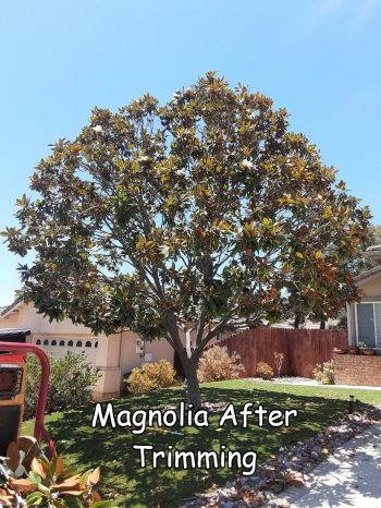 Magnolia after trimming