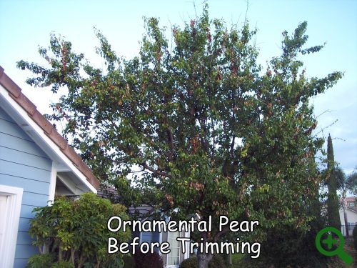 Ornamental Pear before trimming