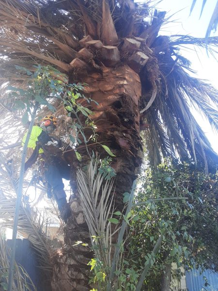 phoenix-td-1-scaled[1]